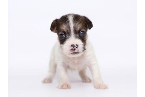 成約済の栃木県のジャックラッセルテリア-49560の3枚目