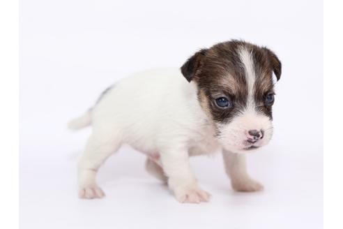 成約済の栃木県のジャックラッセルテリア-49560の4枚目