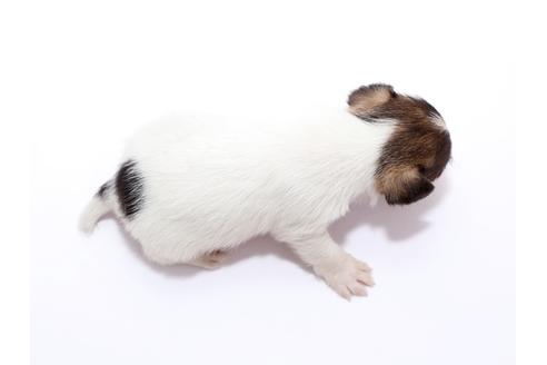 成約済の栃木県のジャックラッセルテリア-49560の2枚目