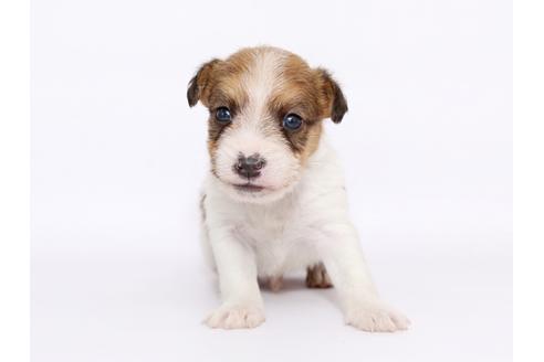 成約済の栃木県のジャックラッセルテリア-49561の3枚目