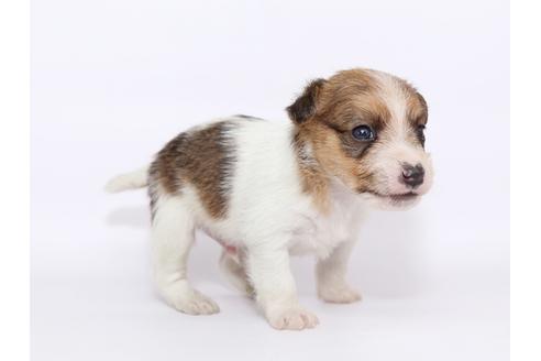 成約済の栃木県のジャックラッセルテリア-49561の4枚目