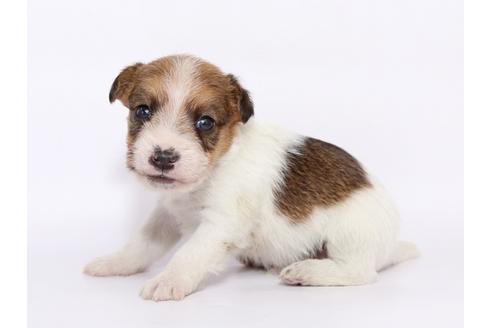 成約済の栃木県のジャックラッセルテリア-49561の2枚目