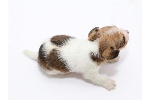 成約済の栃木県のジャックラッセルテリア-49561の1枚目