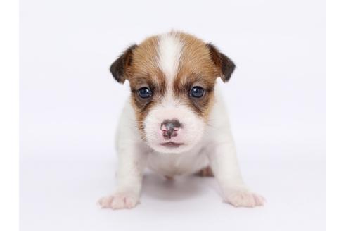 成約済の栃木県のジャックラッセルテリア-49562の4枚目