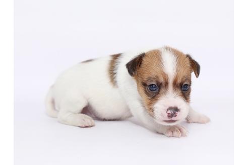 成約済の栃木県のジャックラッセルテリア-49562の3枚目