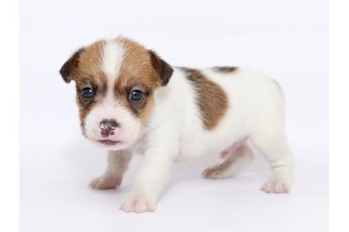 成約済の栃木県のジャックラッセルテリア-49562の1枚目