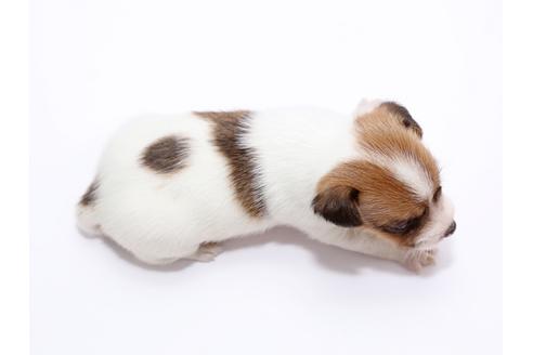 成約済の栃木県のジャックラッセルテリア-49562の2枚目