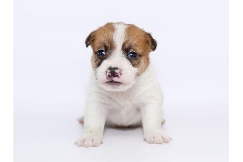 成約済の栃木県のジャックラッセルテリア-49563の2枚目