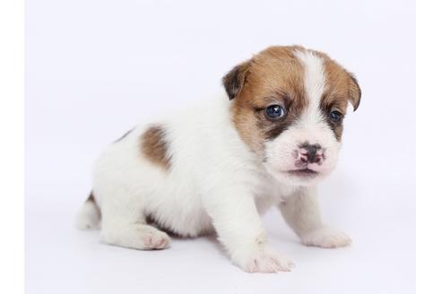 成約済の栃木県のジャックラッセルテリア-49563の3枚目