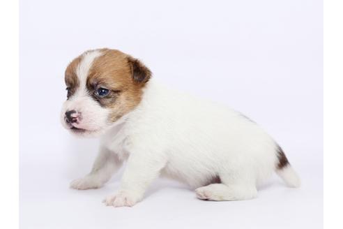 成約済の栃木県のジャックラッセルテリア-49563の4枚目