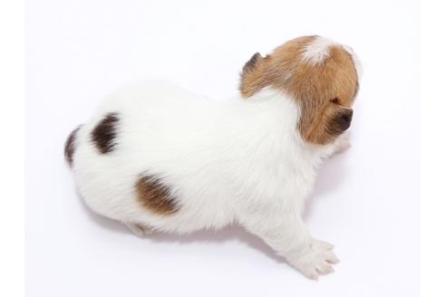 成約済の栃木県のジャックラッセルテリア-49563の1枚目