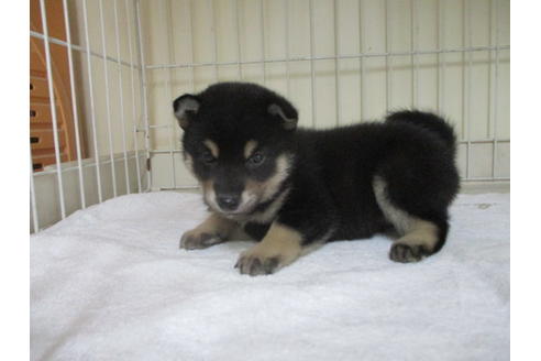 成約済の岡山県の柴犬-49564の2枚目