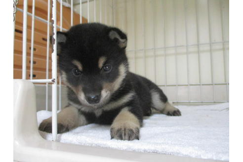 成約済の岡山県の柴犬-49564の1枚目