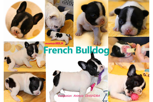 成約済の愛知県のフレンチブルドッグ-46804の1枚目