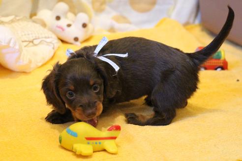 成約済の愛知県のカニンヘンダックスフンド(ロングヘアード)-47337の4枚目