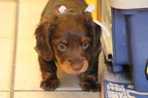 成約済の愛知県のカニンヘンダックスフンド(ロングヘアード)-47337の3枚目