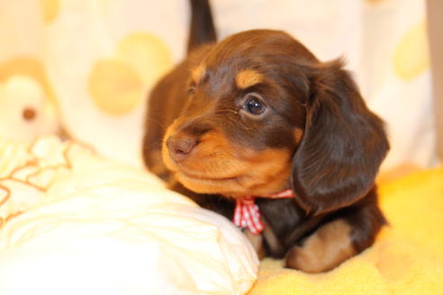 成約済の愛知県のカニンヘンダックスフンド(ロングヘアード)-47338の3枚目