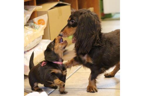 成約済の愛知県のカニンヘンダックスフンド(ロングヘアード)-47338の2枚目