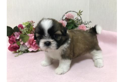 成約済の大阪府のシーズー-49603の1枚目