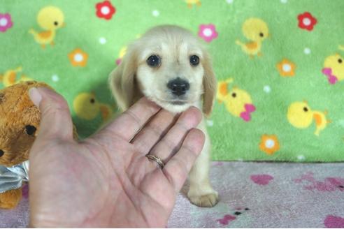 成約済の兵庫県のミニチュアダックスフンド(ロングヘアード)-49609の4枚目