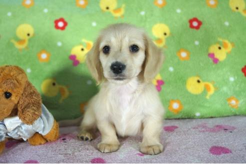 成約済の兵庫県のミニチュアダックスフンド(ロングヘアード)-49609の2枚目