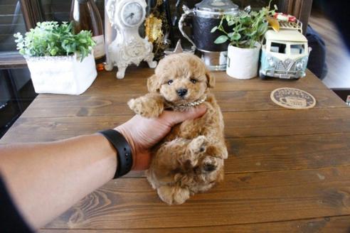 成約済の埼玉県のトイプードル-49641の5枚目