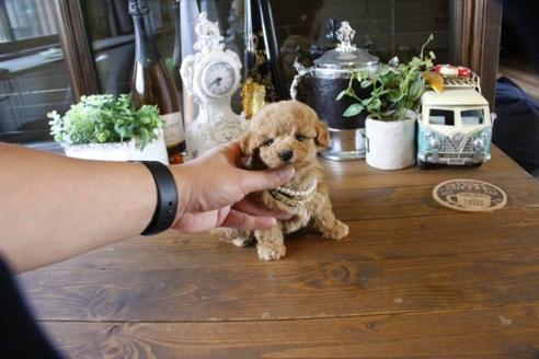 成約済の埼玉県のトイプードル-49641の3枚目