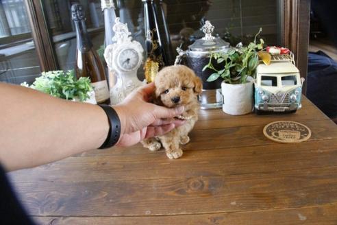 成約済の埼玉県のトイプードル-49641の4枚目