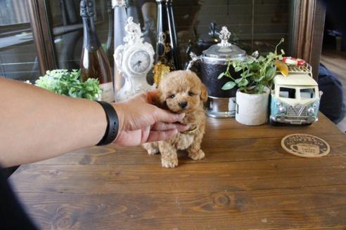 成約済の埼玉県のトイプードル-49641の2枚目