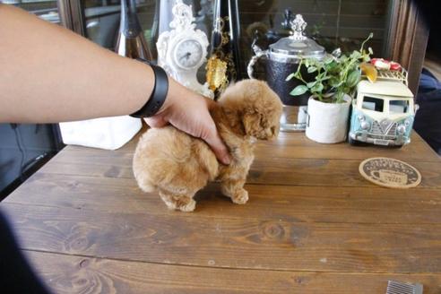 成約済の埼玉県のトイプードル-49641の1枚目