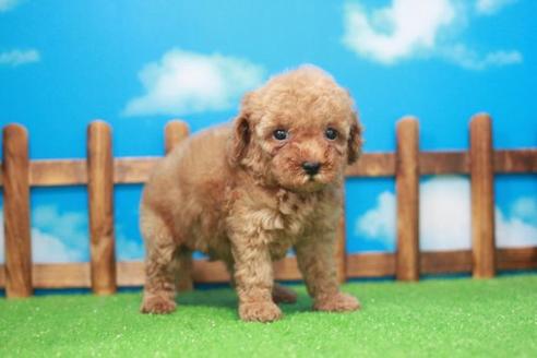 成約済の滋賀県のトイプードル-48786の4枚目