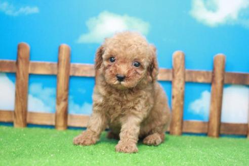 成約済の滋賀県のトイプードル-48786の3枚目