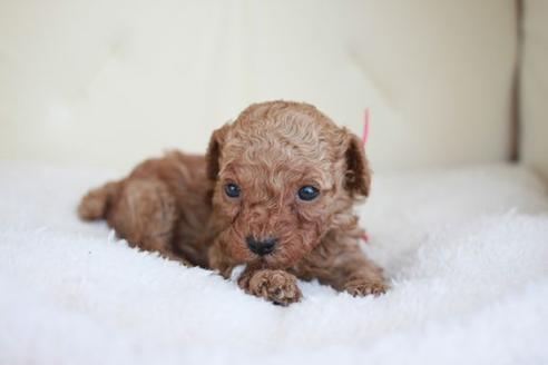 成約済の滋賀県のトイプードル-48786の2枚目