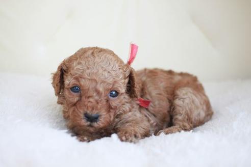 成約済の滋賀県のトイプードル-48786の1枚目