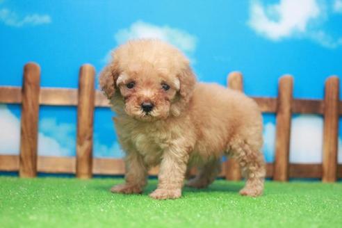 成約済の滋賀県のトイプードル-48787の4枚目