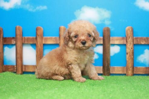 成約済の滋賀県のトイプードル-48787の3枚目