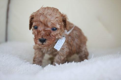 成約済の滋賀県のトイプードル-48787の2枚目