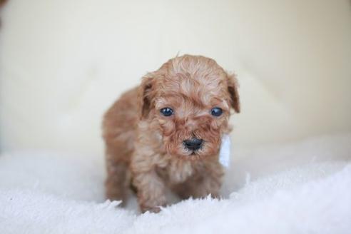 成約済の滋賀県のトイプードル-48787の1枚目