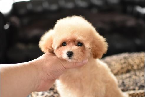 成約済の茨城県のトイプードル-47873の3枚目