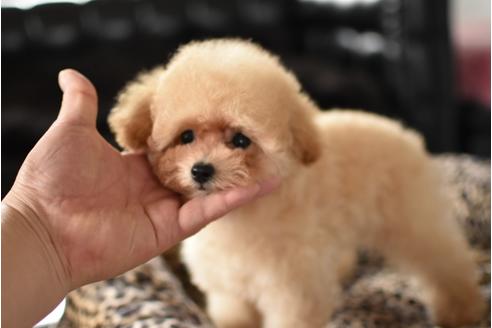 成約済の茨城県のトイプードル-47873の1枚目