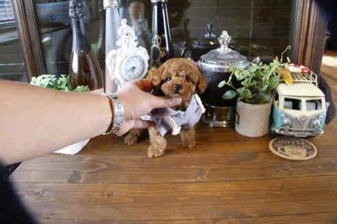 成約済の埼玉県のトイプードル-49693の3枚目