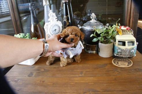 成約済の埼玉県のトイプードル-49693の4枚目