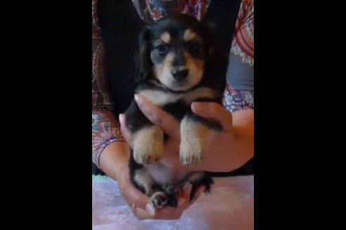 成約済の埼玉県のミニチュアダックスフンド(ロングヘアード)-49534の4枚目