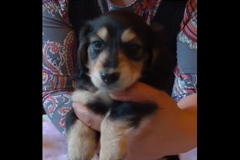 成約済の埼玉県のミニチュアダックスフンド(ロングヘアード)-49534の3枚目