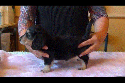 成約済の埼玉県のミニチュアダックスフンド(ロングヘアード)-49534の2枚目