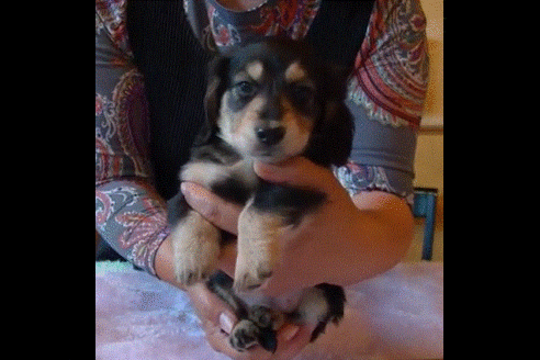 成約済の埼玉県のミニチュアダックスフンド(ロングヘアード)-49534の1枚目