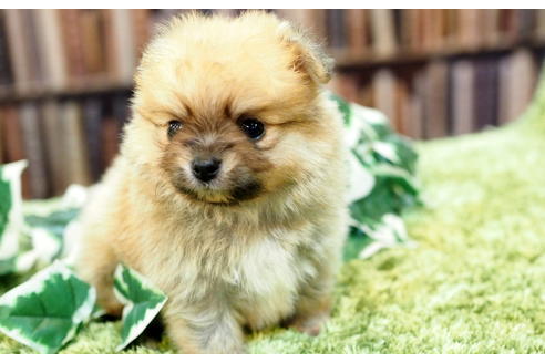 成約済の愛知県のポメチワ:ポメラニアン×チワワ-49724の6枚目