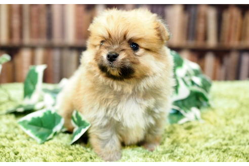 成約済の愛知県のポメチワ:ポメラニアン×チワワ-49724の4枚目