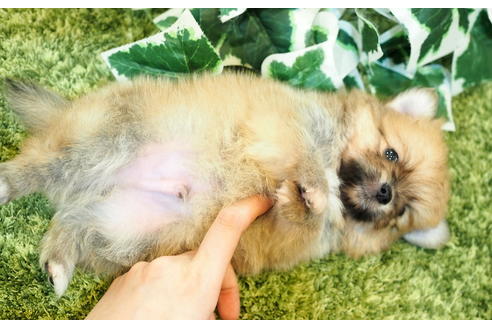 成約済の愛知県のポメチワ:ポメラニアン×チワワ-49724の3枚目