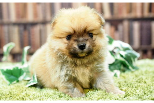 成約済の愛知県のポメチワ:ポメラニアン×チワワ-49724の2枚目